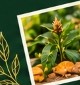 ShriRam Haldi Plantation